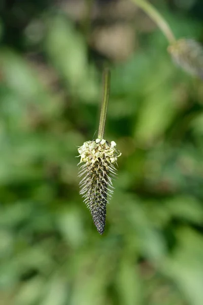 Ribwort Plantain Łacińska Nazwa Plantago Lanceolata — Zdjęcie stockowe