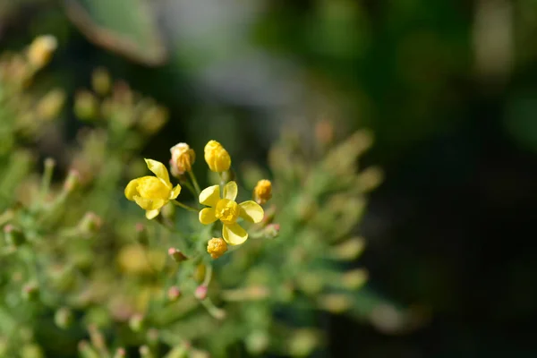 Oregoni Szőlővirágok Latin Név Berberis Aquifolium Mahonia Aquifolium — Stock Fotó