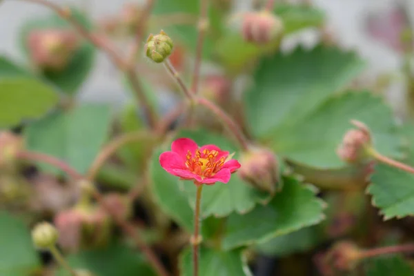 Ornamental Strawberry Pink Panda Latin Name Fragaria Ananassa Pink Panda — Stock Photo, Image