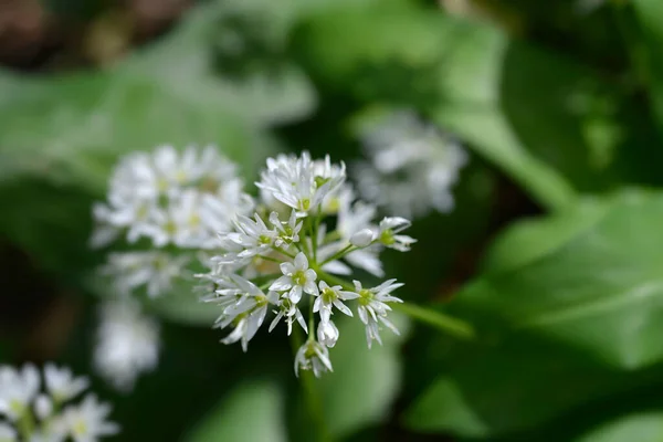 Vild Vitlöksblomma Latinskt Namn Allium Ursinum — Stockfoto