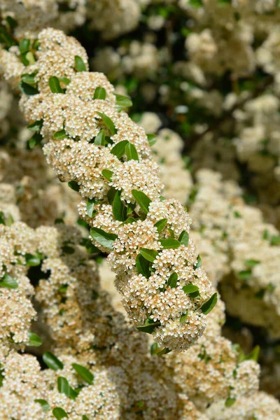 Scarlet Firethorn Flowers Latin Name Pyracantha Coccinea — Stock Photo, Image