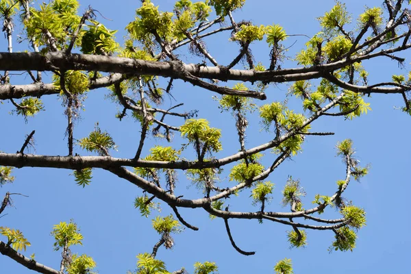 Dar Yapraklı Ağaç Latince Adı Fraxinus Angustifolia — Stok fotoğraf