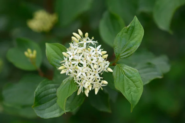 常见的Dogwood 拉丁文名称 Cornus Sanguinea — 图库照片