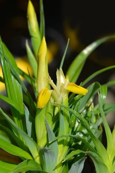 Buhara Iris Latince Adı Iris Bucharica — Stok fotoğraf