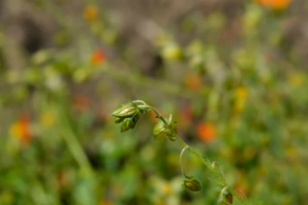 Rockrose Ben Heckla Kwiat Pąk Łacińska Nazwa Helianthemum Ben Heckla — Zdjęcie stockowe