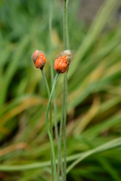 모로코 양귀비 꽃봉오리 라틴어 Papaver Atlanticum — 스톡 사진