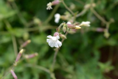 Alışılmadık bir kamp - Latince adı - Silene paradoxa