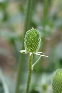 Hint çaydanlığı - Latince adı - Dipsacus sativus