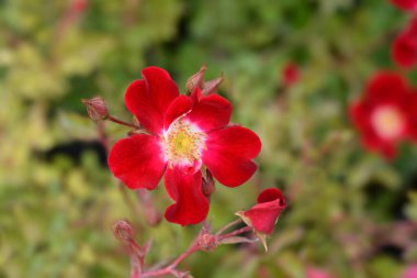 Rouge Meillandecor - Latince adı Rosa Rouge Meillandecor Meineble