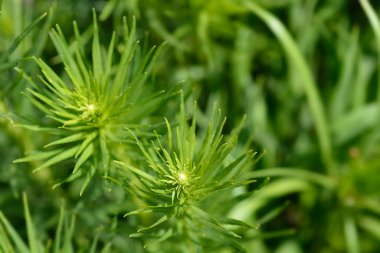 Eylül Glory Gayfeather - Latince adı - Liatris scariosa Eylül Zaferi