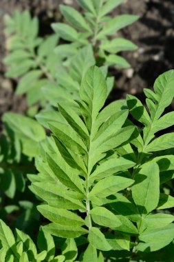 Pembe Bekarlar Düğmesi - Latince adı Centaurea pulcherrima