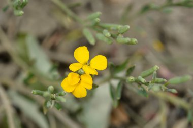Alp Duvar Çiçeği - Latince adı - Erysimum cheiri