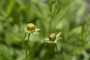 Yıldız gıdıklama portakalı tomurcukları - Latince adı - Coreopsis ergenleri