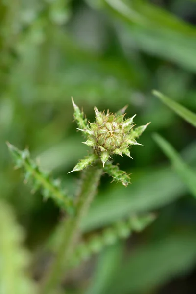 Sun Daisy Flower Bud Latin Name Berkheya Radula — Stock Photo, Image