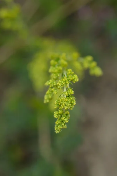 Žluté Slaměné Květinové Poupata Latinský Název Galium Verum — Stock fotografie