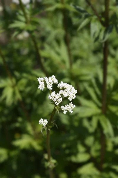 Flor Común Valeriana Nombre Latino Valeriana Officinalis —  Fotos de Stock