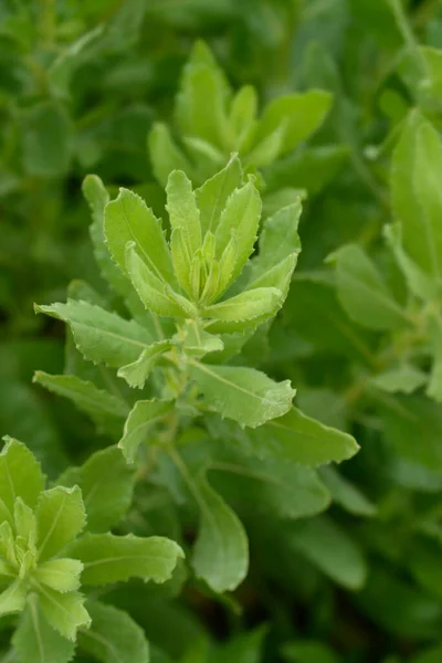 Sticky Aster Leaves Latin Name Dittrichia Viscosa — Stock Photo, Image