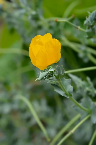 黄色い角のついたケシの花 ラテン語名 Glaucium Flavum — ストック写真