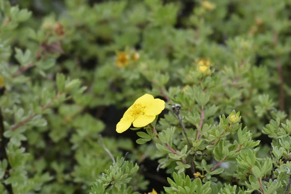 Shrubby Cinquefoil Goldteppich Sárga Virág Latin Név Potentilla Fruticosa Goldteppich — Stock Fotó