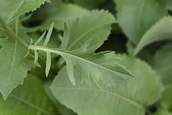 単一の花のよもぎの葉 ラテン語名 Klasea Lycopifolia Serratula Lycopifolia — ストック写真