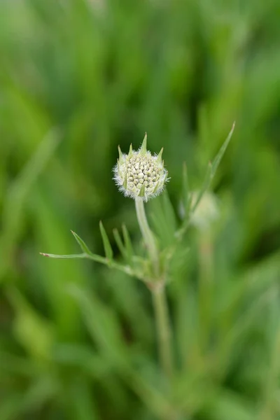 Caucasian Pincushion Flower Bud Latin Name Scabiosa Caucasica — стокове фото