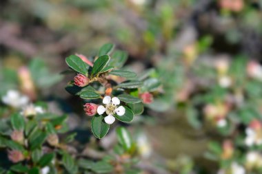 Littleleaf cotoneaster Cochleatus - Latince adı - Cotoneaster microphyllus Cochleatus