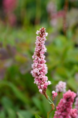 Örtü çiçeği - Latince adı - Persicaria affinis (Bistorta affinis)