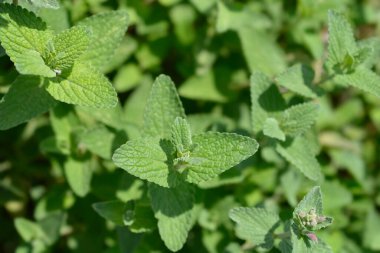 Küçük naneli - Latince adı - Nepeta nepetella