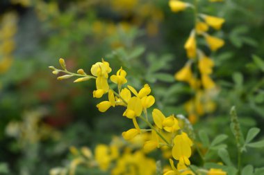 Paskalya süpürgesi çiçekleri - Latince adı - Genista x spachiana