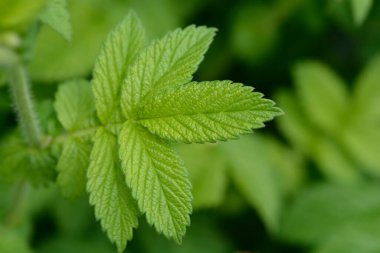 Genel tarım yaprakları - Latince adı - Agrimonia Eupatoria