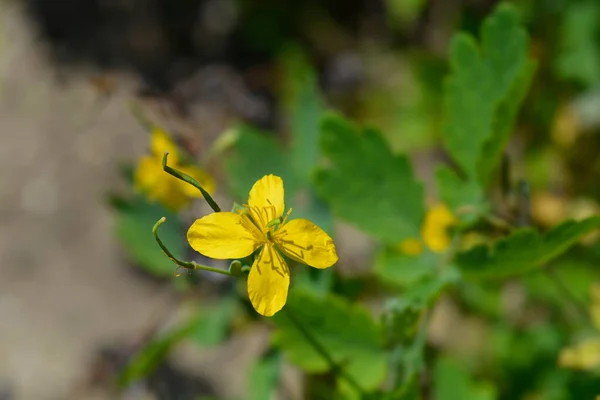 Större Celandin Latinskt Namn Chelidonium Majus — Stockfoto