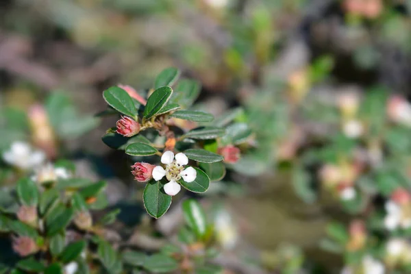 Littleleaf Cotoneaster Cochleatus Łacińska Nazwa Cotoneaster Microphyllus Cochleatus — Zdjęcie stockowe