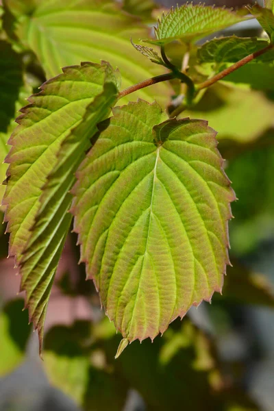 Handkerchief Tree Leaves Latin Name Davidia Involucrata — Stock Photo, Image
