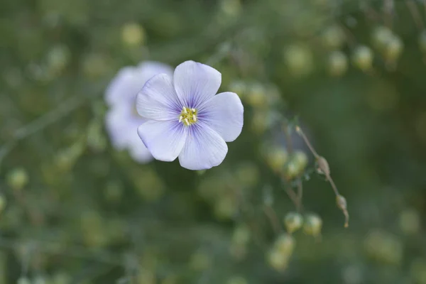 Многолетний Цветок Льна Латинское Название Linum Perenne — стоковое фото