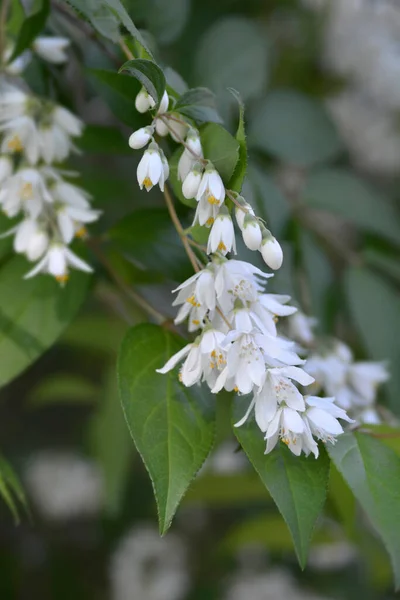 Fuzzy Deutzia Plena Nom Latin Deutzia Scabra Plena — Photo