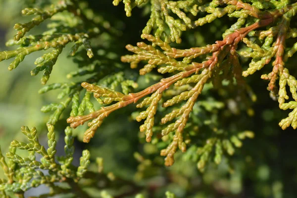 Hinoki Cypress Pygmaea Latin Name Chamaecyparis Obtusa Pygmaea — Stock Photo, Image