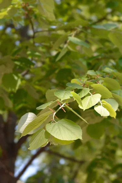 Silverlimeblad Latinskt Namn Tilia Tomentosa — Stockfoto