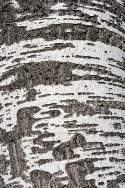 白杨树皮细节 拉丁文名称 白杨树皮 — 图库照片