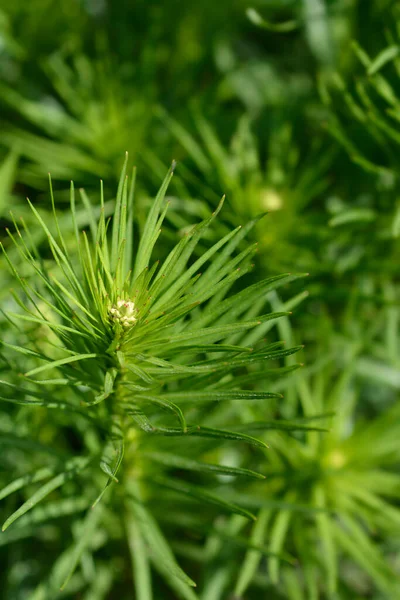 Setembro Glória Gayfeather Nome Latino Liatris Scariosa Setembro Glória — Fotografia de Stock