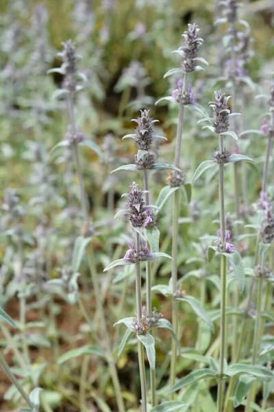 Dwarf Lambs Ears Latin Name Stachys Thirkei — Stock Photo, Image