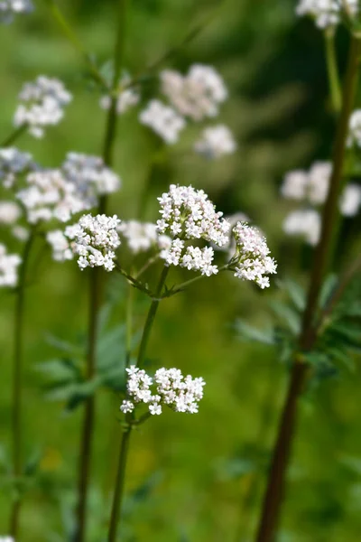 Obecný Květ Kozlíku Latinský Název Valeriana Officinalis — Stock fotografie