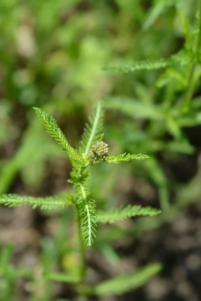 Літні Пастелі Ярроу Квіткові Бруньки Латинська Назва Achillea Millefolium Summer — стокове фото