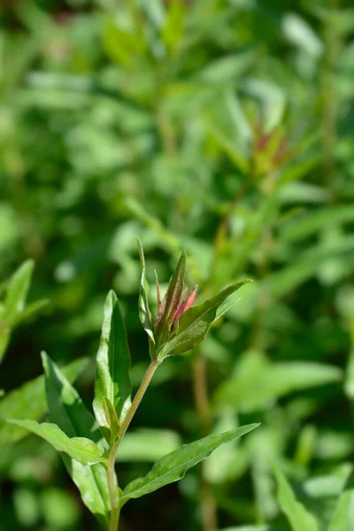 Narrowleaf Botão Flor Prímula Noite Nome Latino Oenothera Fruticosa — Fotografia de Stock