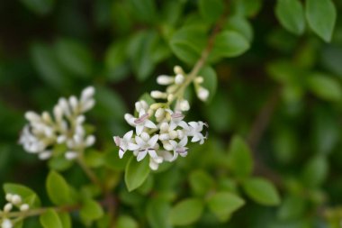 Delavay privet - Latince adı - Ligustrum delavayanum