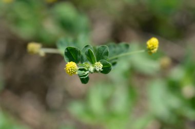 Siyah doktor - Latince adı - Medicago lupulina