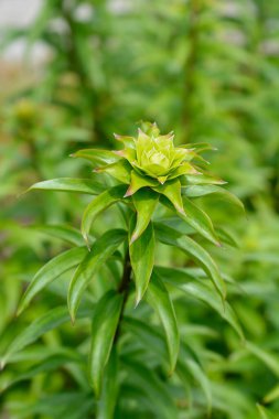 Henrys Lily Latince adı Lilium Henryi 'den ayrılıyor.