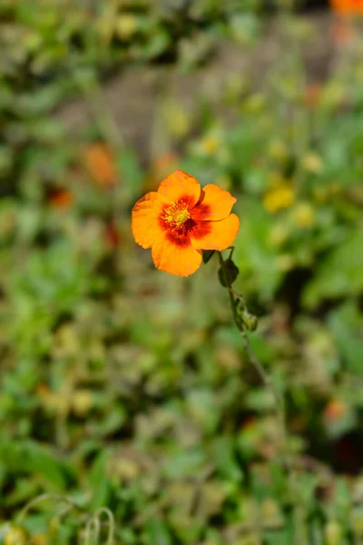 Rockrose Ben Heckla Nombre Latino Helianthemum Ben Heckla —  Fotos de Stock