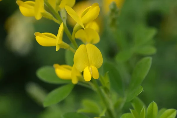 Пасхальные Цветы Метлы Латинское Название Genista Spachiana — стоковое фото