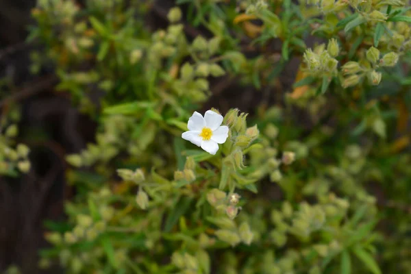 Montpellier Cistus Łacińska Nazwa Cistus Monspeliensis — Zdjęcie stockowe