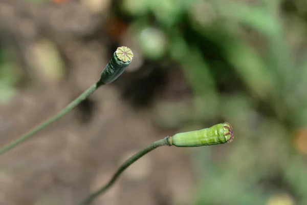 Hiszpański Kwiat Maku Łacińska Nazwa Papaver Rupifragum — Zdjęcie stockowe